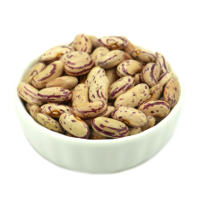 China new crop good quality light speckled Pinto Kidney Bean(Free samples for the event)
